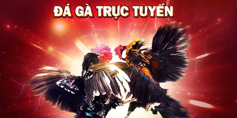 Tổng quan về game đá gà online