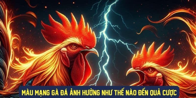 Cách chọn màu mạng gà hợp phong thủy