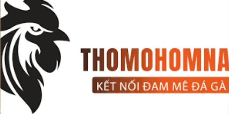 Thomo Hôm Nay - Đá Gà Online Đẳng Cấp An Toàn